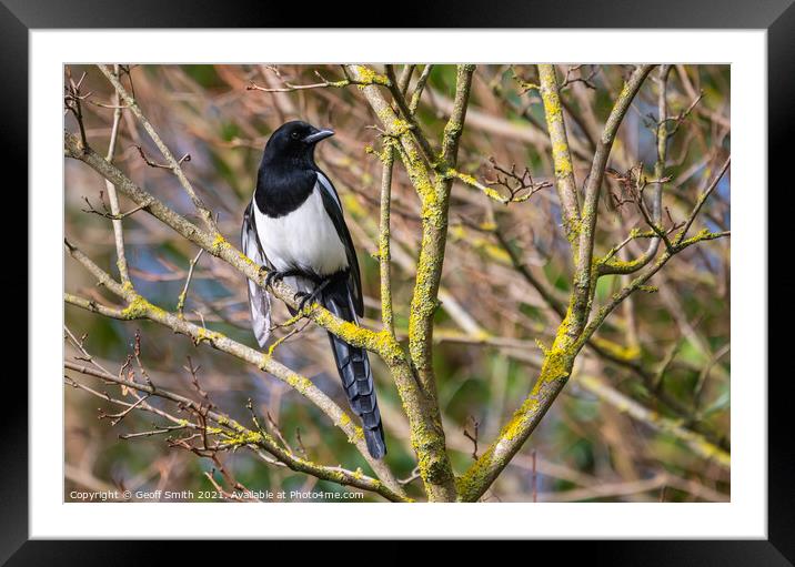 Magpie in Winter, UK Framed Mounted Print by Geoff Smith