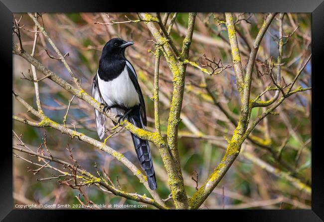 Magpie in Winter, UK Framed Print by Geoff Smith