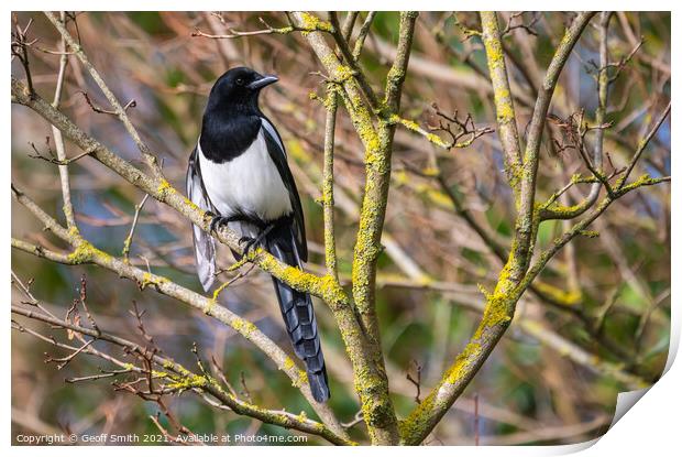 Magpie in Winter, UK Print by Geoff Smith