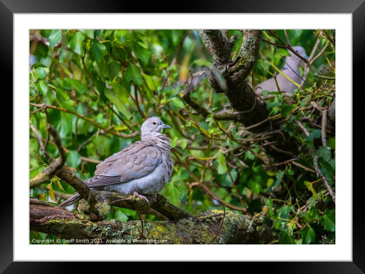 Collared Dove in Autumn Framed Mounted Print by Geoff Smith