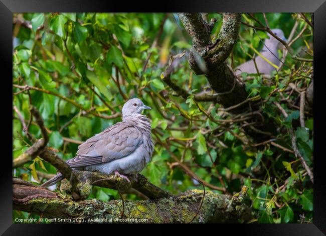 Collared Dove in Autumn Framed Print by Geoff Smith