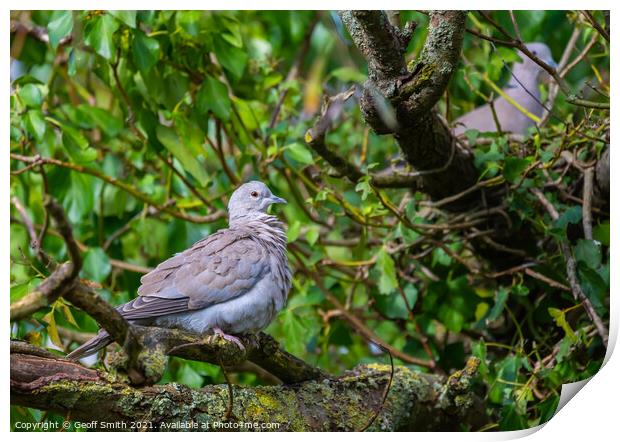Collared Dove in Autumn Print by Geoff Smith