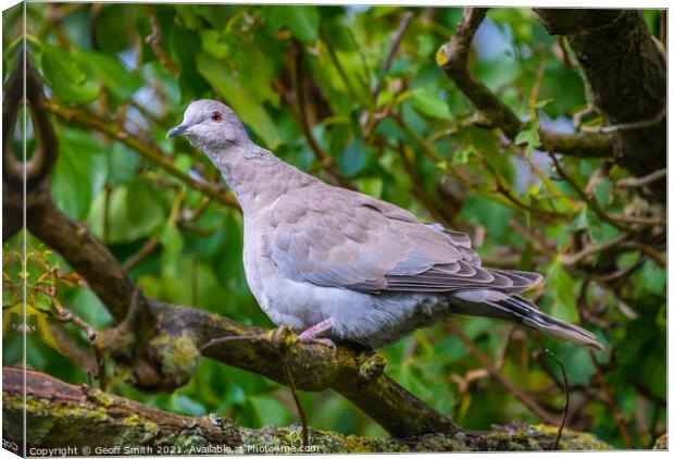 Juvenile Collared Dove Canvas Print by Geoff Smith