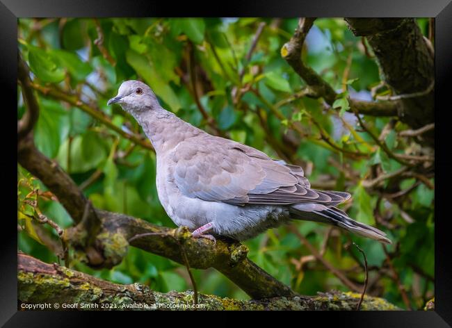Juvenile Collared Dove Framed Print by Geoff Smith