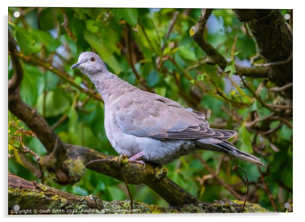 Juvenile Collared Dove Acrylic by Geoff Smith