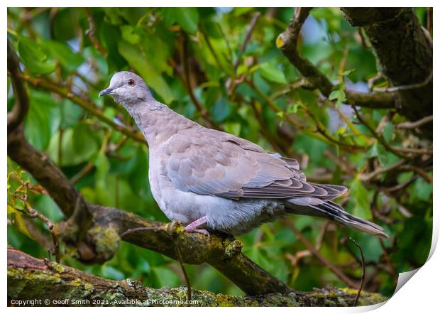 Juvenile Collared Dove Print by Geoff Smith