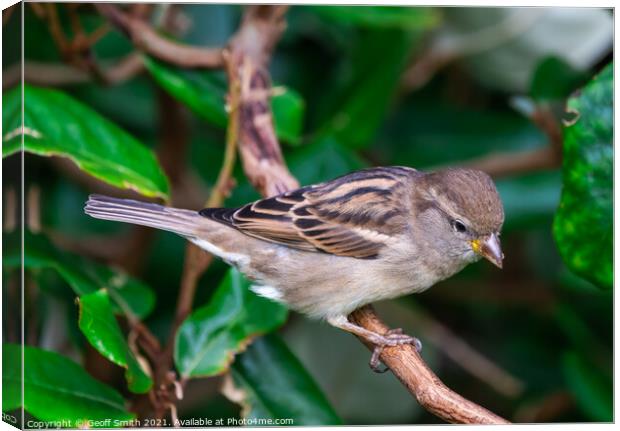 Female House Sparrow in Autumn Canvas Print by Geoff Smith