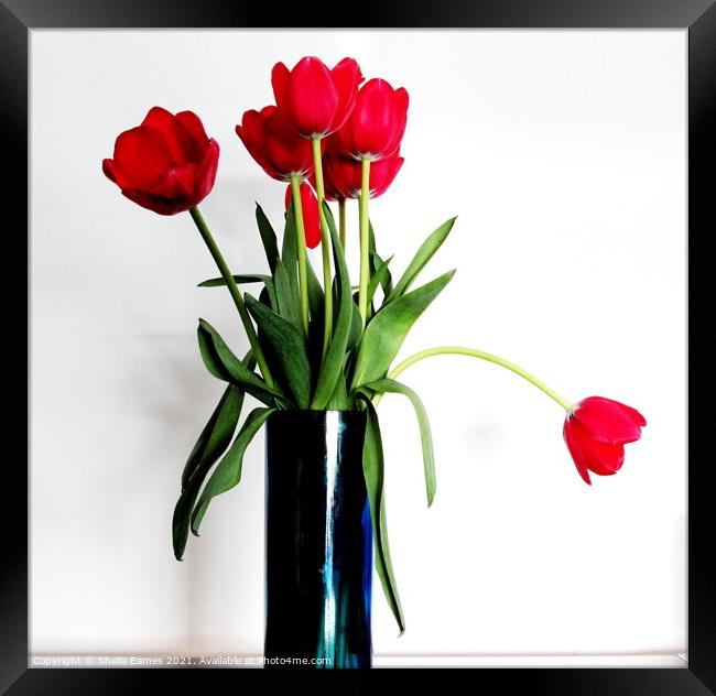 Red Tulips in a Blue Vase Framed Print by Sheila Eames