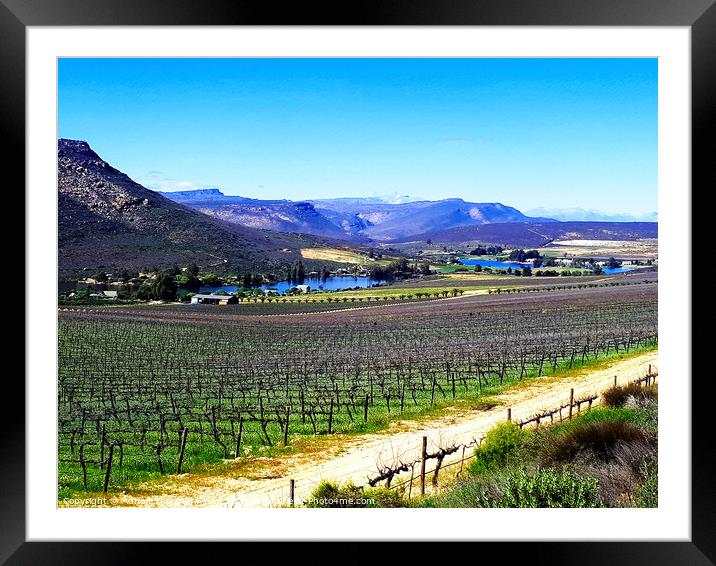 Vineyard, Cederberg, Western Cape, South Africa Framed Mounted Print by Adrian Turnbull-Kemp