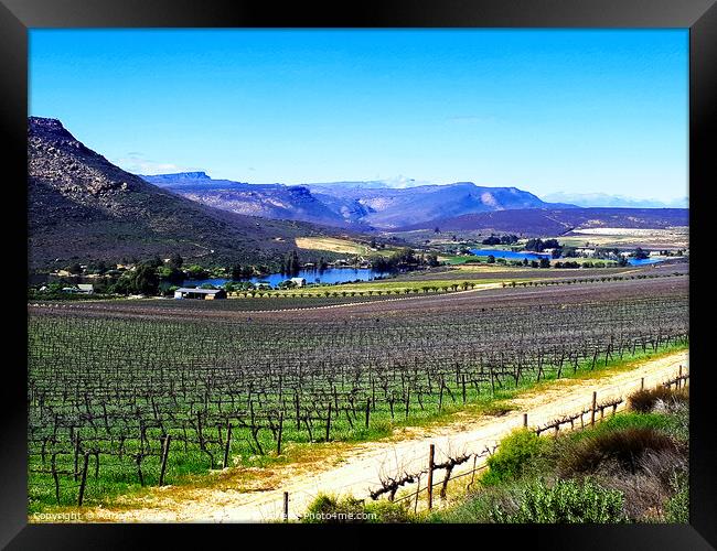 Vineyard, Cederberg, Western Cape, South Africa Framed Print by Adrian Turnbull-Kemp