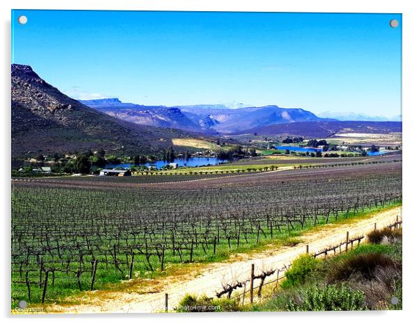 Vineyard, Cederberg, Western Cape, South Africa Acrylic by Adrian Turnbull-Kemp