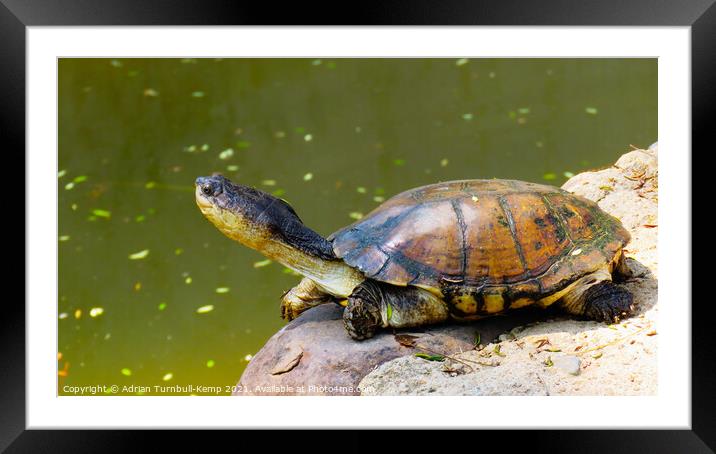 Imperious West African mud turtle, Hartbeespoort, North West, South Africa Framed Mounted Print by Adrian Turnbull-Kemp