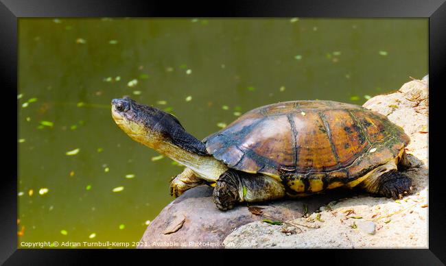 Imperious West African mud turtle, Hartbeespoort, North West, South Africa Framed Print by Adrian Turnbull-Kemp