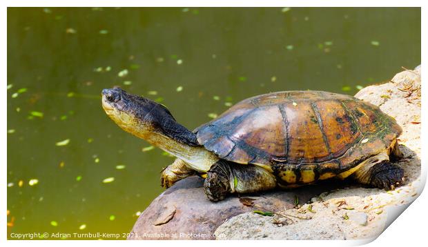 Imperious West African mud turtle, Hartbeespoort, North West, South Africa Print by Adrian Turnbull-Kemp