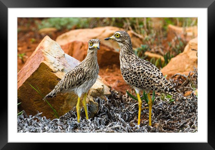 Alert spotted thick knees, private garden, North West, South Africa Framed Mounted Print by Adrian Turnbull-Kemp