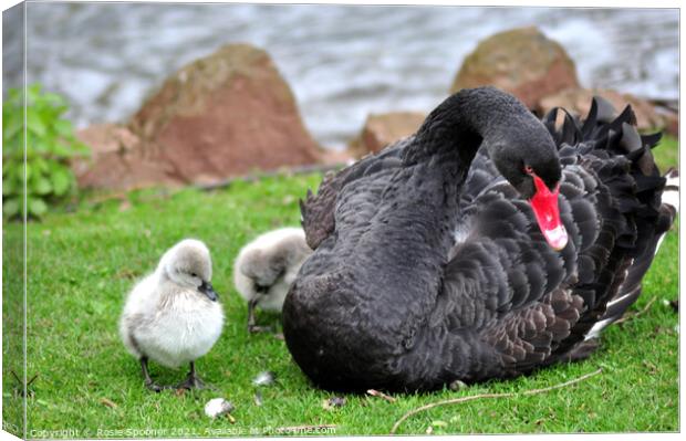 Black Swan with four day old cygnets at Dawlish Canvas Print by Rosie Spooner