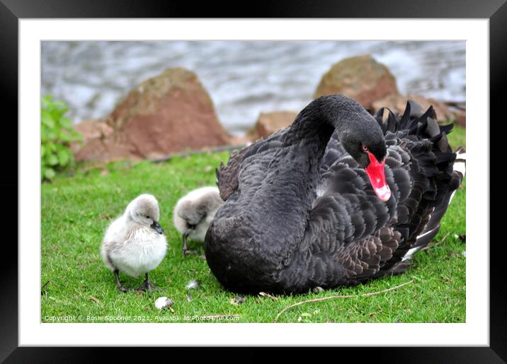 Black Swan with four day old cygnets at Dawlish Framed Mounted Print by Rosie Spooner