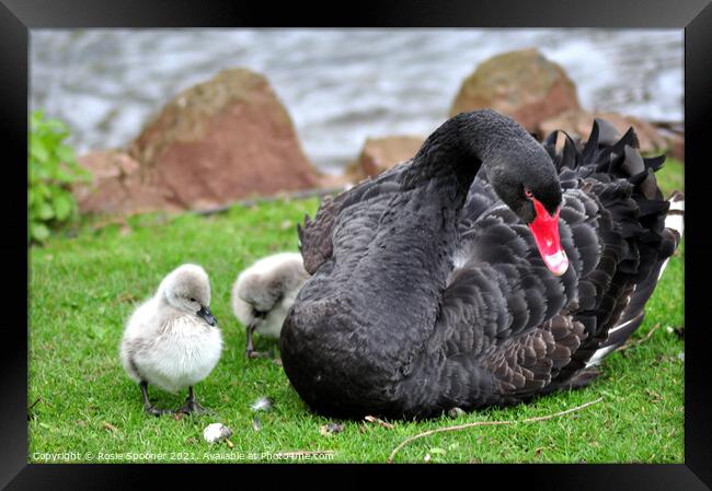 Black Swan with four day old cygnets at Dawlish Framed Print by Rosie Spooner