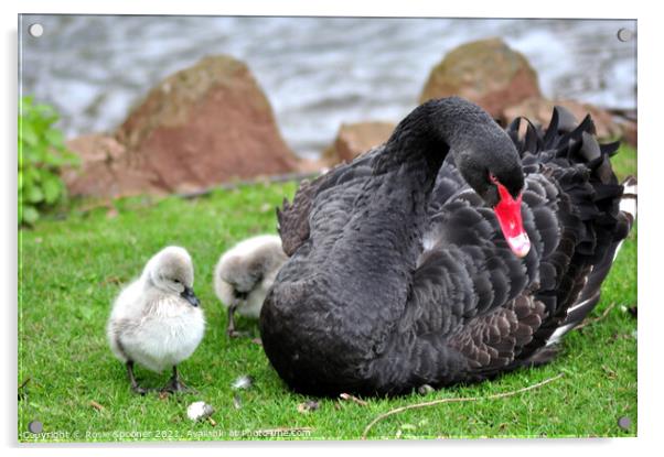 Black Swan with four day old cygnets at Dawlish Acrylic by Rosie Spooner