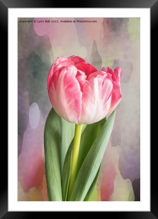 Pink Tulip Framed Mounted Print by Lynn Bolt