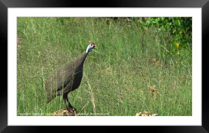 Morning call, Rietvlei Nature Reserve, Gauteng, South Africa Framed Mounted Print by Adrian Turnbull-Kemp