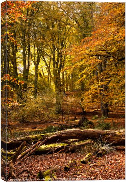 AUTUMN COLOURS Canvas Print by Russell Mander