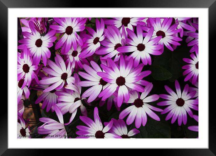 Purple Tips Framed Mounted Print by Tom Gomez