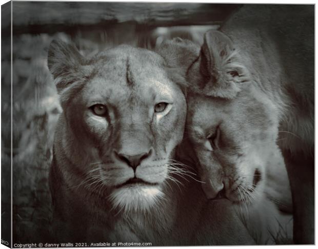 Strength & Tenderness  Canvas Print by Danny Wallis