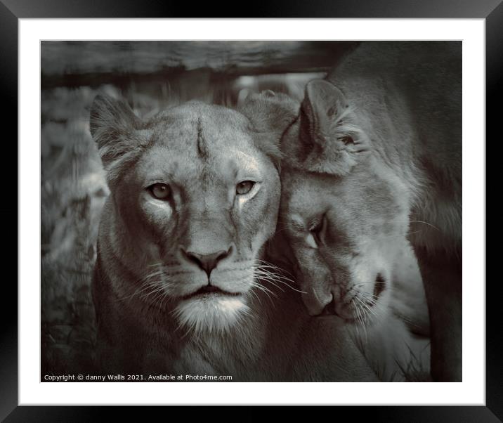 Strength & Tenderness  Framed Mounted Print by Danny Wallis
