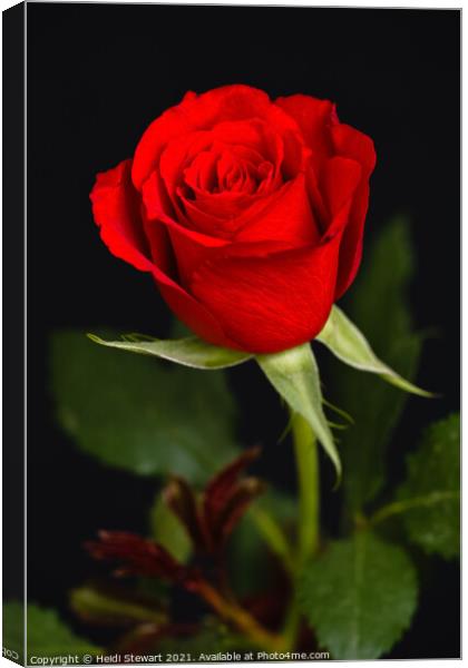 Roses are Red Canvas Print by Heidi Stewart