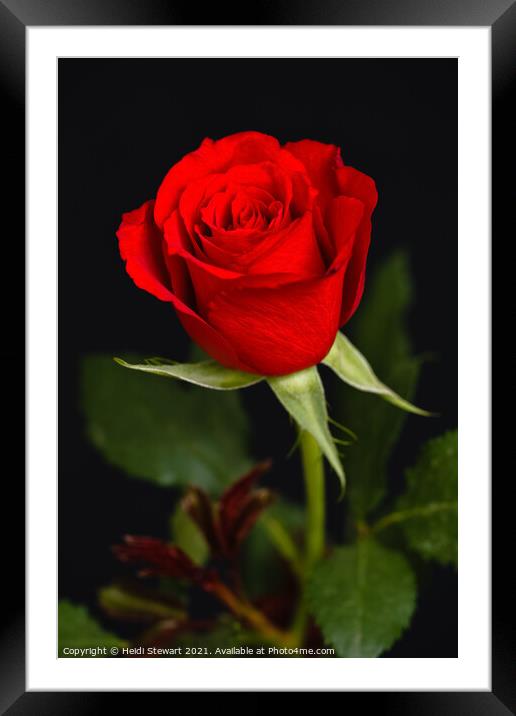 Roses are Red Framed Mounted Print by Heidi Stewart