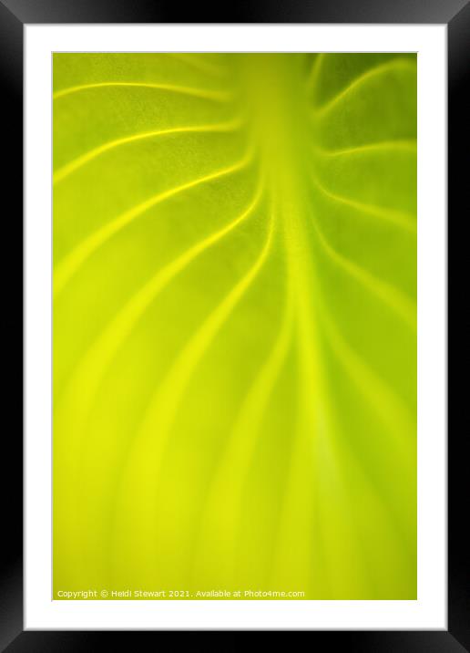 Abstract Leaf Framed Mounted Print by Heidi Stewart