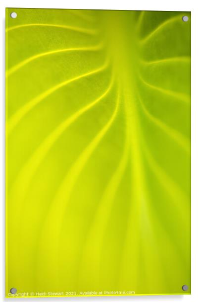 Abstract Leaf Acrylic by Heidi Stewart