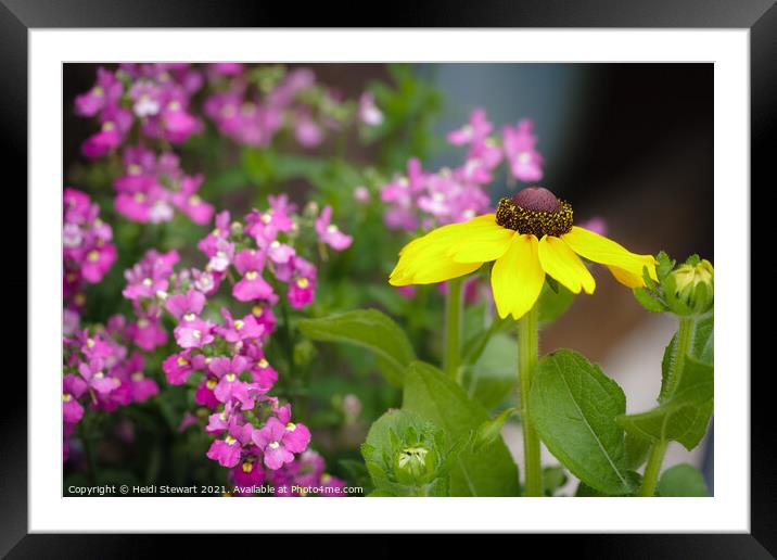 Pink and Yellow Framed Mounted Print by Heidi Stewart