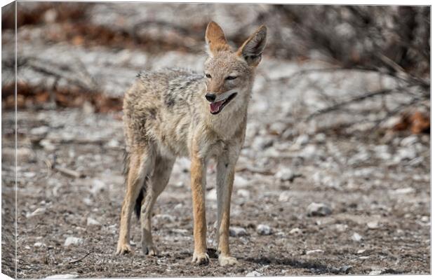 Black-Backed Jackal Looking for a Patch of Shade, No. 1 Canvas Print by Belinda Greb