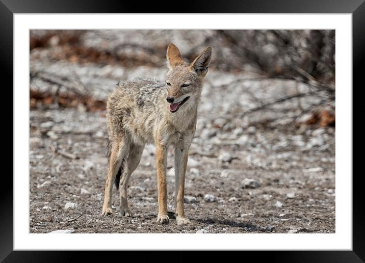 Black-Backed Jackal Looking for a Patch of Shade, No. 1 Framed Mounted Print by Belinda Greb