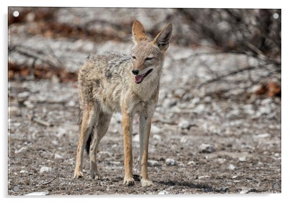 Black-Backed Jackal Looking for a Patch of Shade, No. 1 Acrylic by Belinda Greb