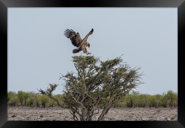 Tawny Eagle Landing on Tree Framed Print by Belinda Greb