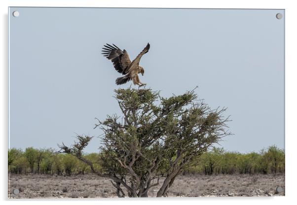 Tawny Eagle Landing on Tree Acrylic by Belinda Greb