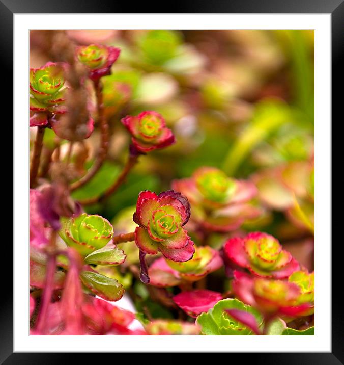 Sedum Spurium Foliage Framed Mounted Print by Simon Litchfield