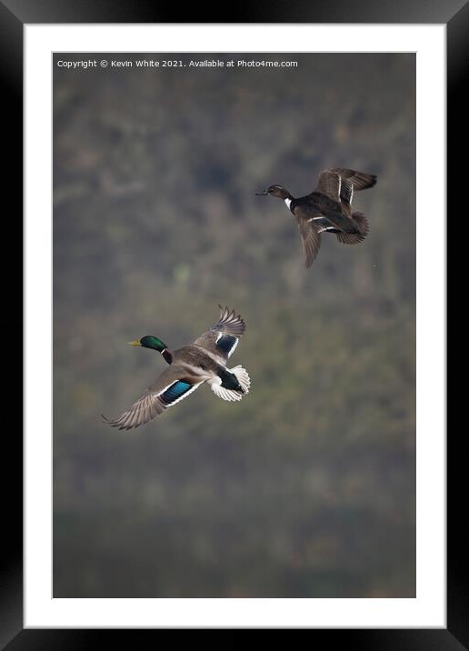 Mallards Framed Mounted Print by Kevin White