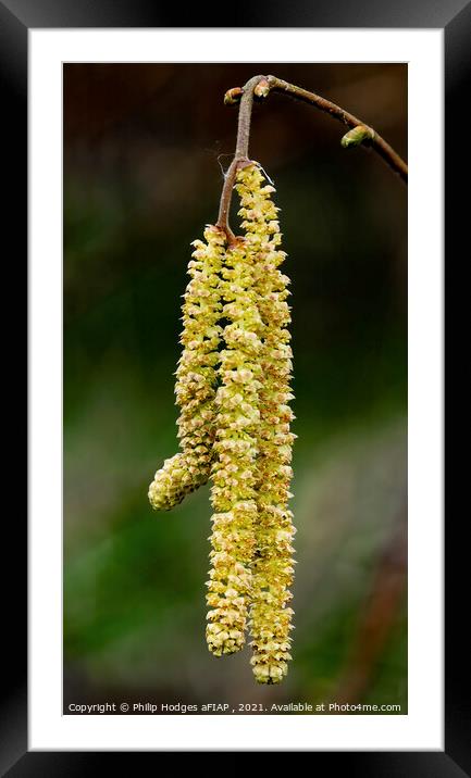 Catkins Framed Mounted Print by Philip Hodges aFIAP ,