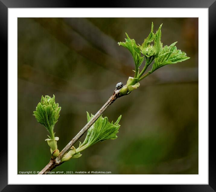 Spring Shoots Framed Mounted Print by Philip Hodges aFIAP ,
