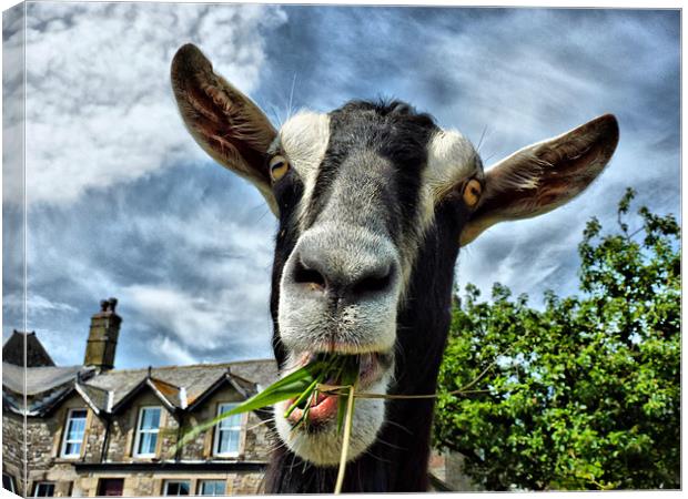The Nosey Goat Canvas Print by Lilian Marshall