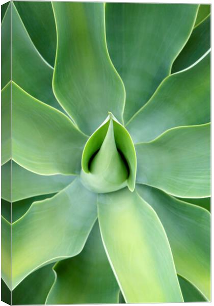 Lush green Agave Plant Canvas Print by Neil Overy