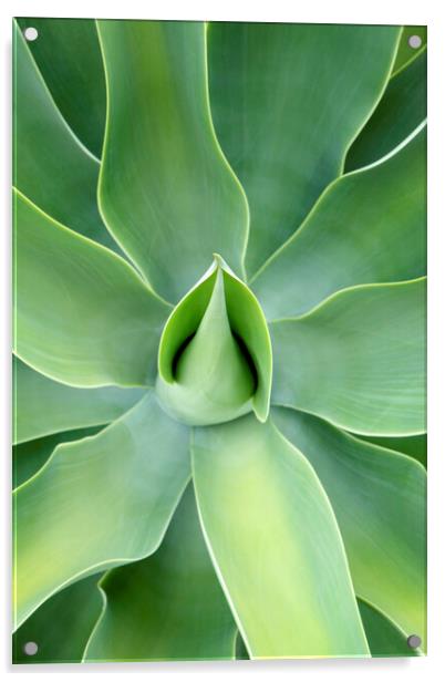 Lush green Agave Plant Acrylic by Neil Overy