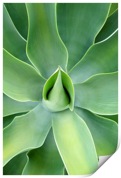 Lush green Agave Plant Print by Neil Overy