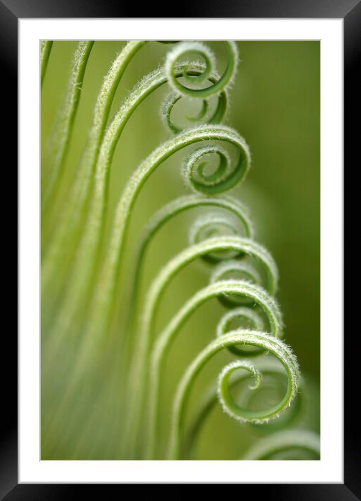 Sago Palm Fronds Framed Mounted Print by Neil Overy