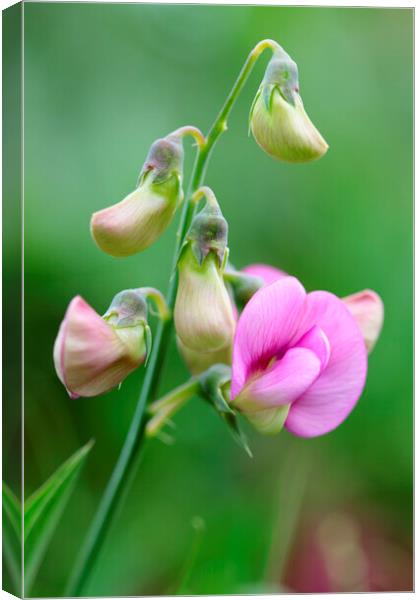 Pink Sweet Pea Flower 1 Canvas Print by Neil Overy