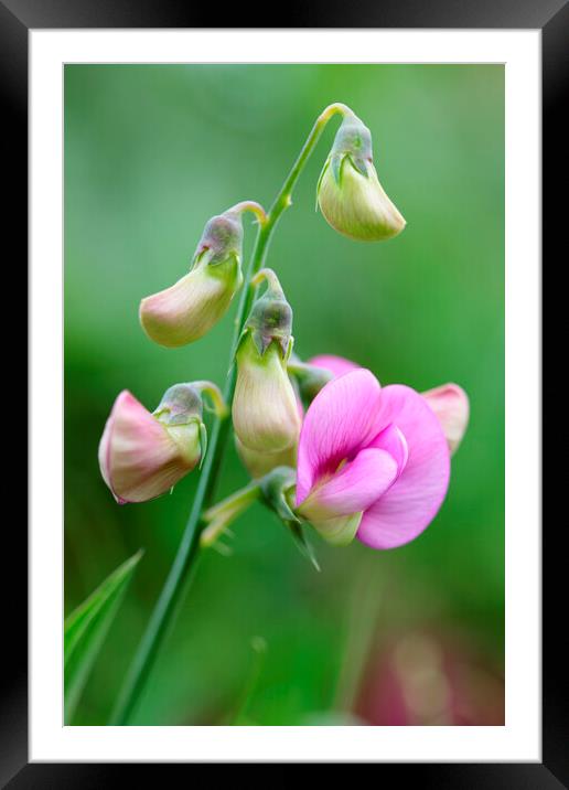Pink Sweet Pea Flower 1 Framed Mounted Print by Neil Overy